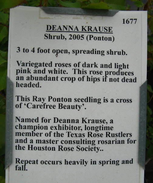 'Deanna Krause' rose photo