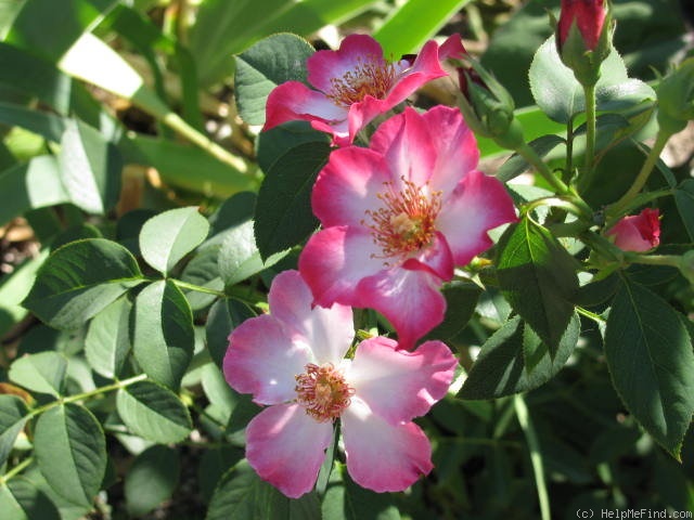 'Mrs. Robinson' rose photo