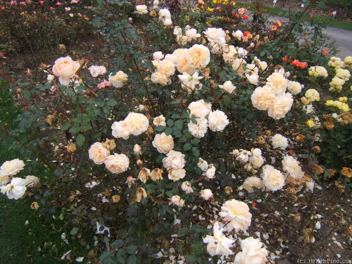 'Jardins de l'Essonne ®' rose photo