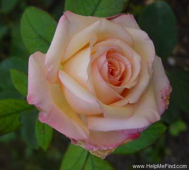'Gemini (hybrid tea, Zary 1999)' rose photo