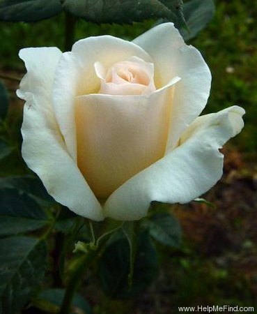 'Julia Renaissance' rose photo