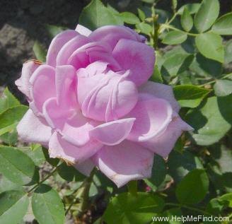 'La France' rose photo