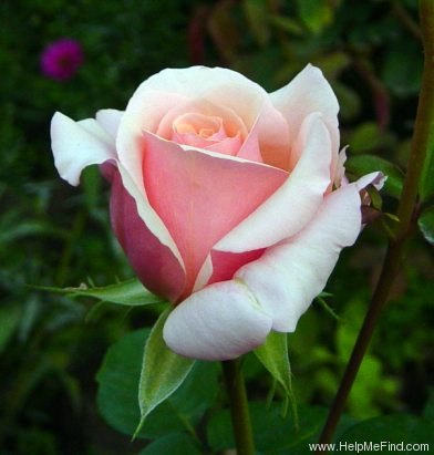 'Lady Jane Grey ™ (hybrid tea, Harkness, 1997)' rose photo