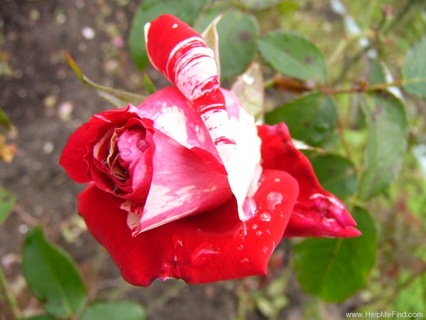 'Papageno ®' rose photo