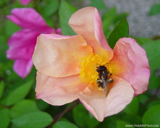 'Mutabilis (china, Unknown, before 1894)' rose photo