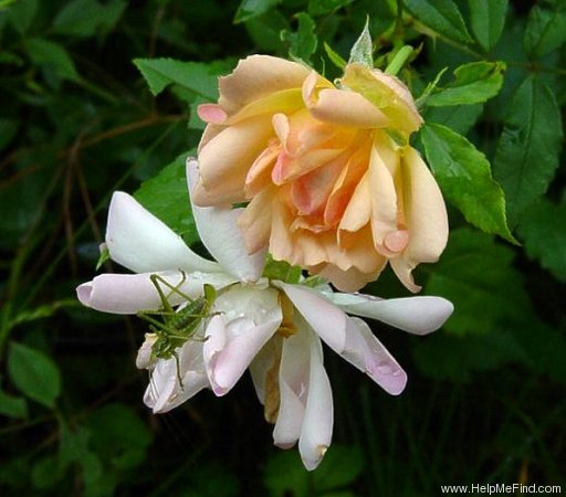 'Phyllis Bide (Polyantha Cl, Bide, 1923)' rose photo