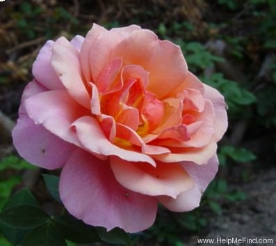'Poesie (grandiflora, Warriner, 1987)' rose photo