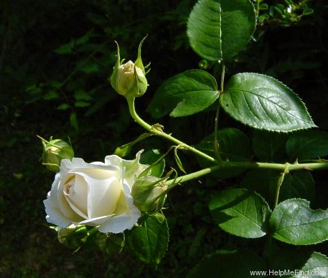 'Sebastian Kneipp ™' rose photo