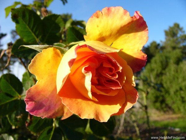 'Rose des Cisterciens ®' rose photo