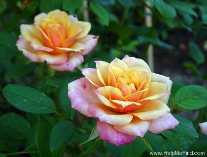 'Alexandra Kordana ®' rose photo