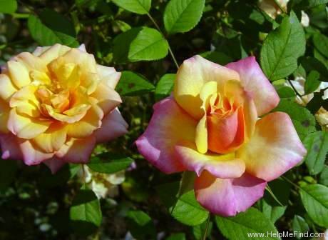 'Alexandra Kordana ®' rose photo