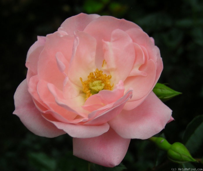 'Fresh Pink (miniature, Moore, 1964)' rose photo