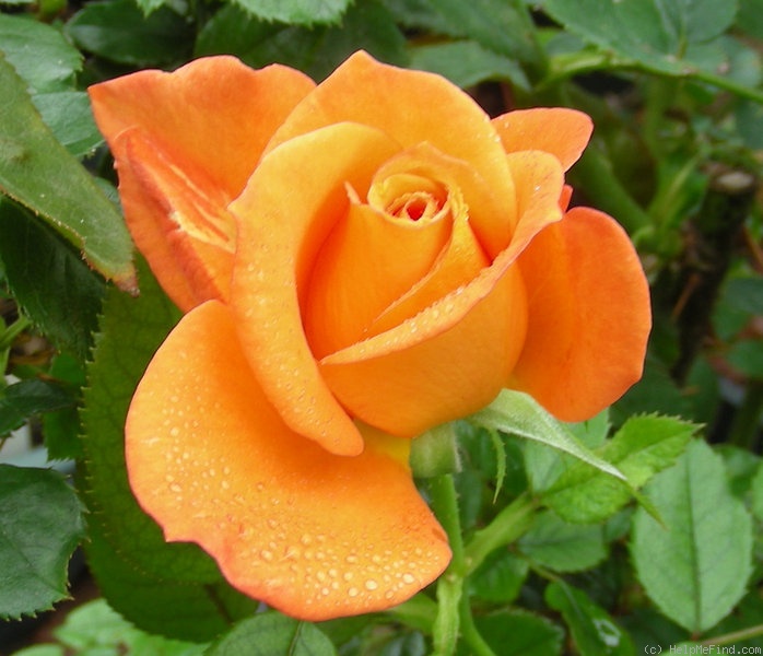 'Hallé (hybrid tea, Fryer before 2001)' rose photo