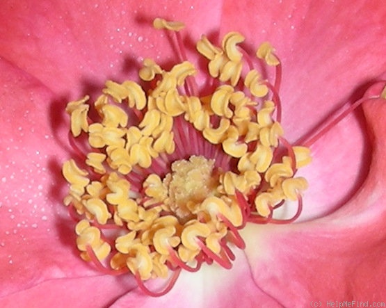 'Poppy (floribunda, Soenderhousen, 1960)' rose photo