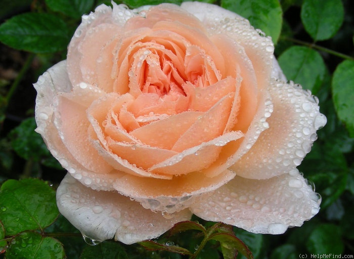 'Ambridge Rose ®' rose photo