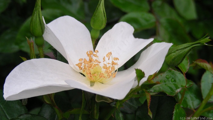 'Escimo ® (shrub, Kordes 1991/2006)' rose photo