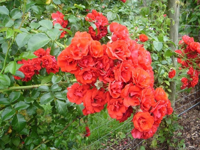 'Strombergzauber' rose photo