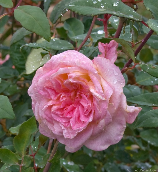 'Madame Jean Dupuy' rose photo