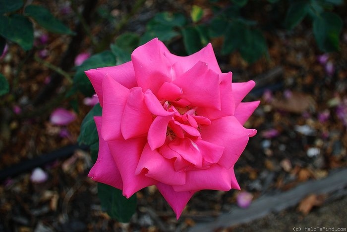 'Captain Harry Stebbings' rose photo