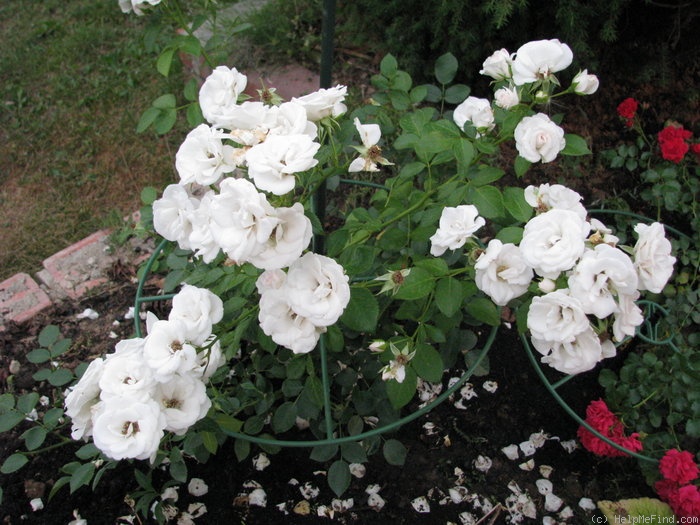 'Aspirin-Rose' rose photo