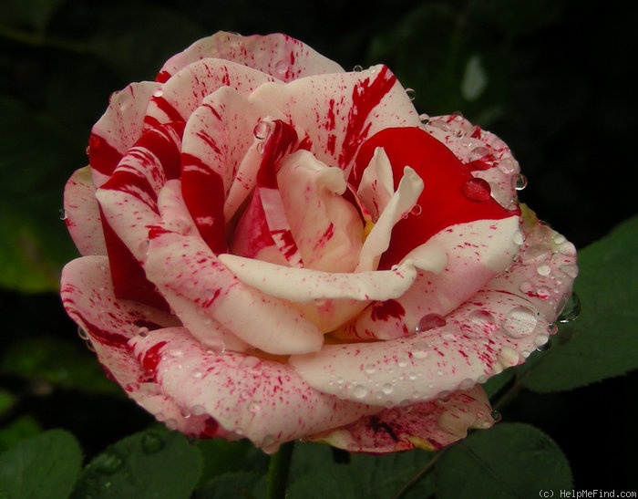 'Peppermint Twist' rose photo