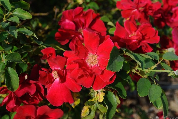 'Frensham' rose photo