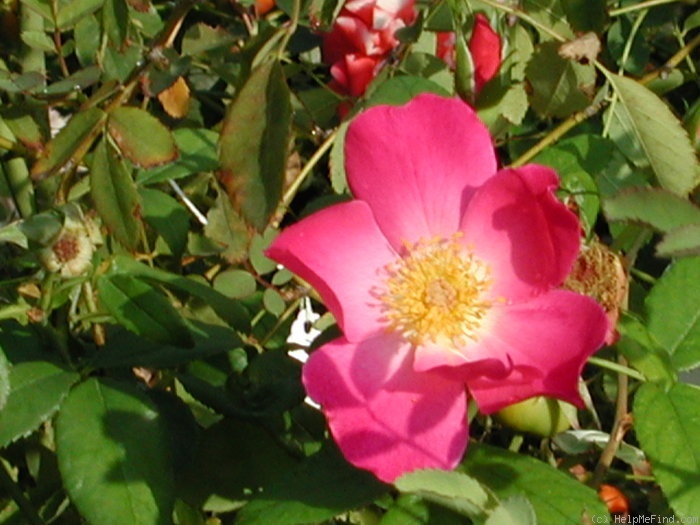 'Carlin's Rhythm (Floribunda, Rupert, 2000)' rose photo