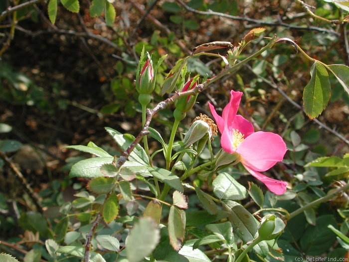 'Carlin's Rhythm (Floribunda, Rupert, 2000)' rose photo