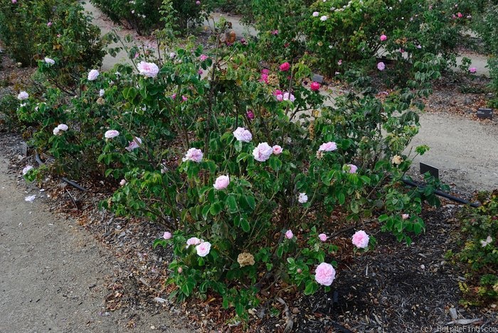 'Mademoiselle Berthe Lévêque' rose photo