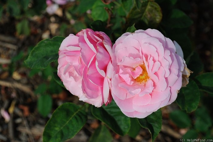 'Pink Bountiful' rose photo