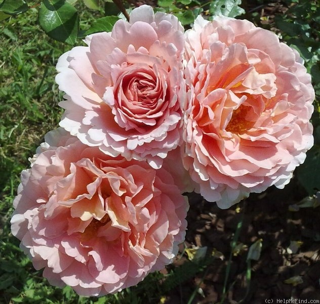 'Abraham Darby' rose photo