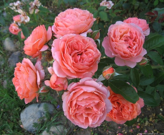 'Belvedere® (shrub, Evers/Tantau, 2001)' rose photo
