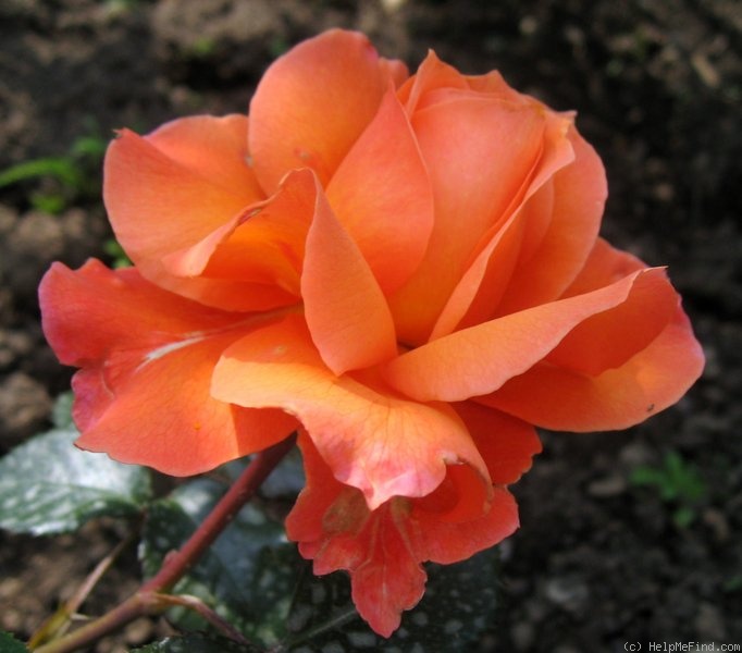 'Belvedere® (shrub, Evers/Tantau, 2001)' rose photo