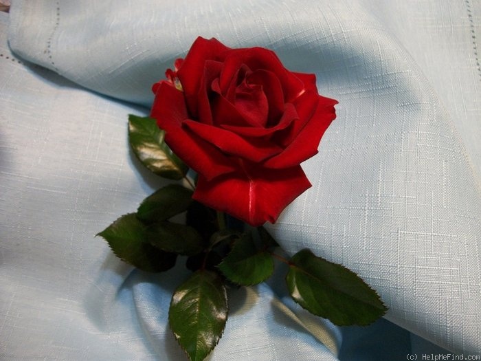 'Drop Dead Red' rose photo