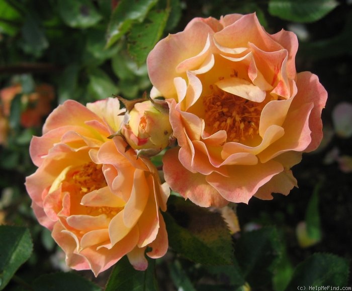 'Bessy' rose photo