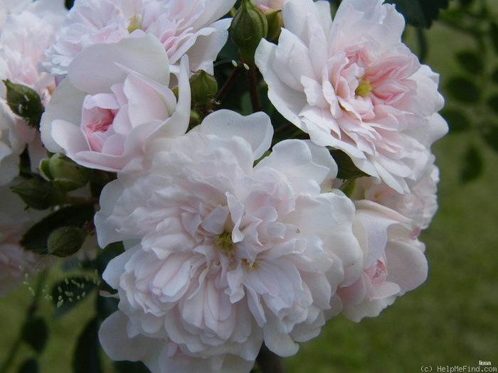 'White Dorothy Perkins' rose photo