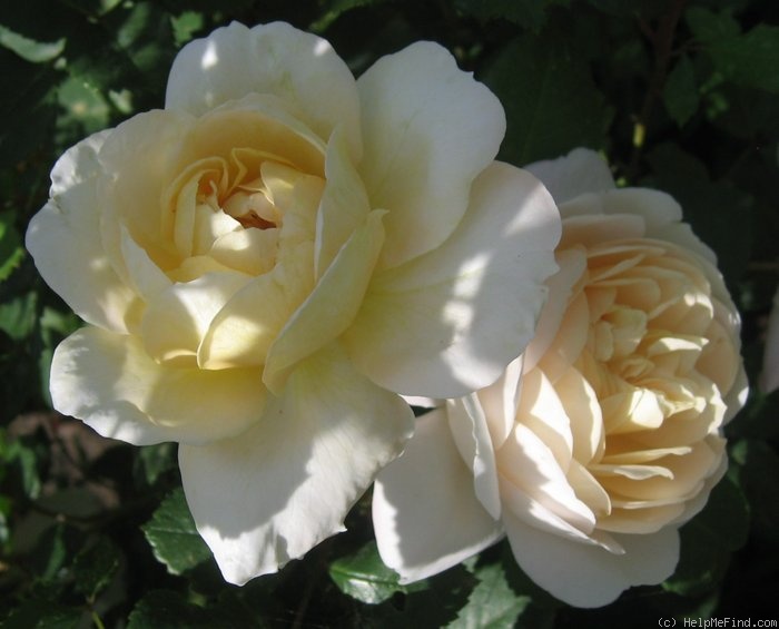 'Crocus Rose' rose photo
