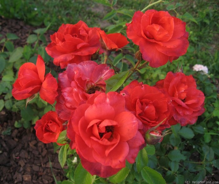 'Hot Cocoa ™ (Floribunda, Carruth 2001)' rose photo