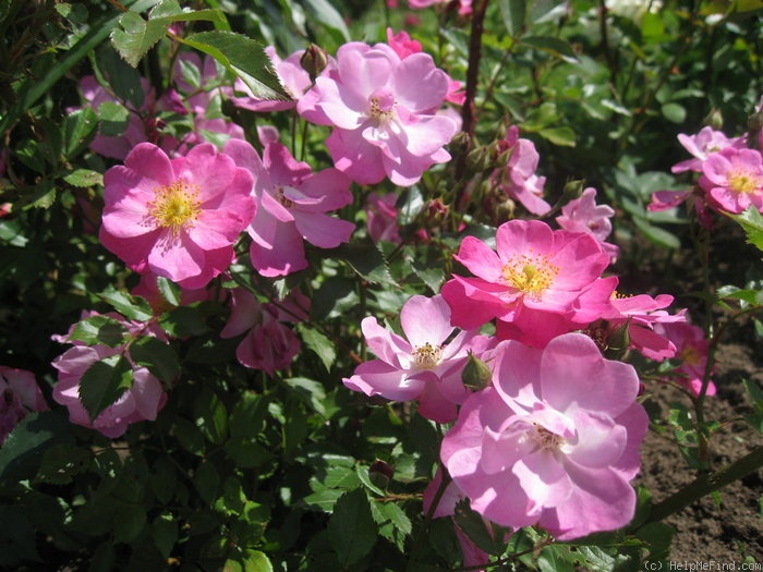 'Lavender Dream' rose photo