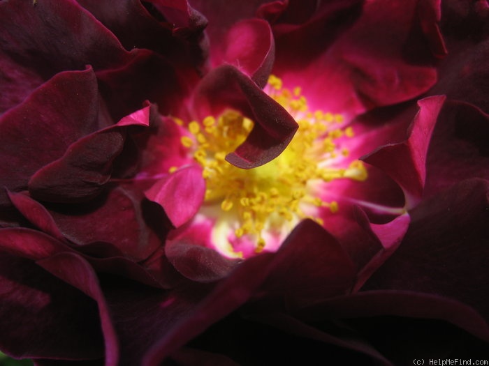 'Tuscany Superb' rose photo