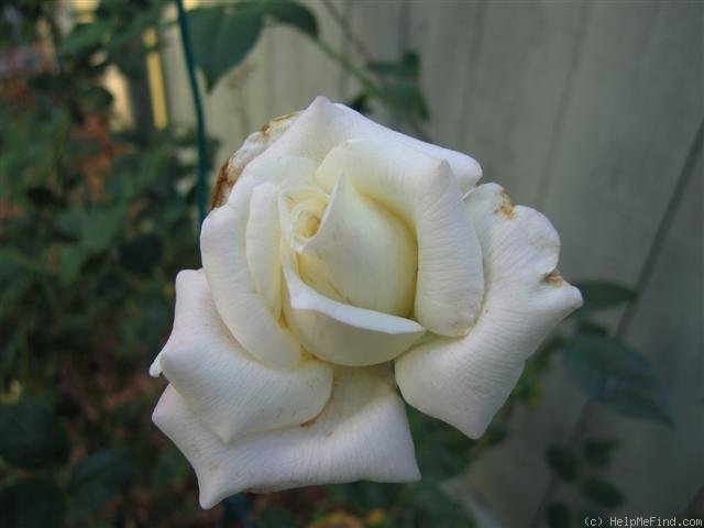 'Climbing White Maman Cochet' rose photo
