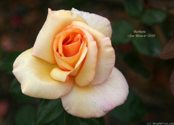 'Barbara (hybrid tea, Gaujard, 1960)' rose photo