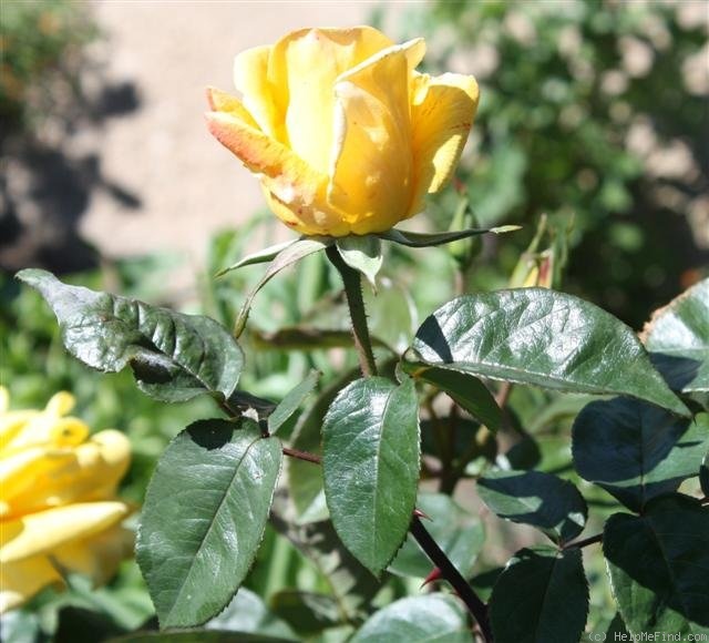 'Isobel Harkness' rose photo