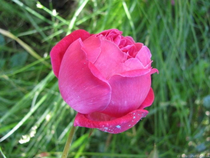 'Bella di Monza' rose photo