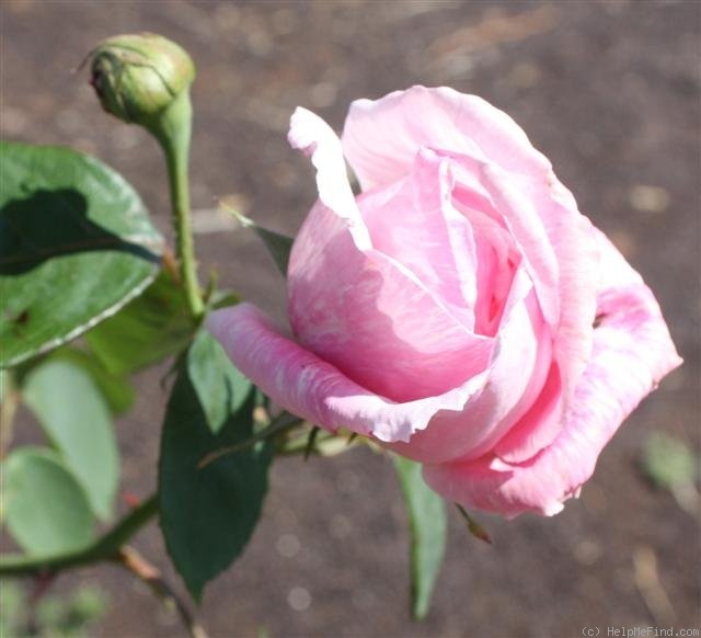 'Adam Rackles' rose photo