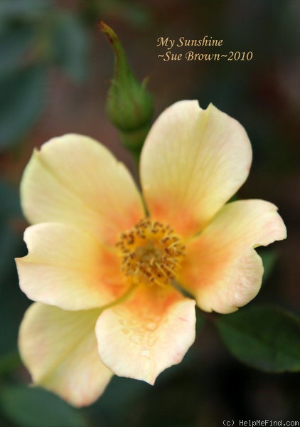 'My Sunshine' rose photo
