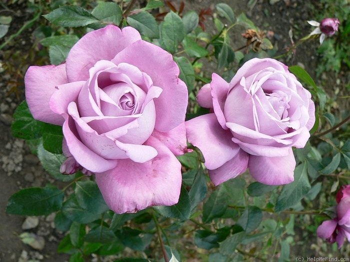 'Blue River ® (hybrid tea, Kordes, 1984)' rose photo