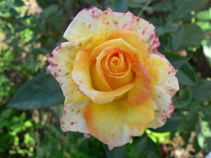 'Goldene Sonne' rose photo