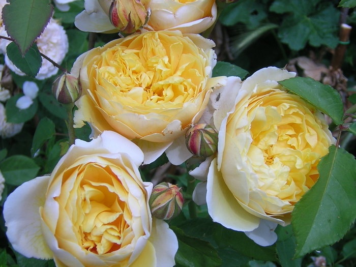'Charlotte (shrub, Austin before 1992)' rose photo