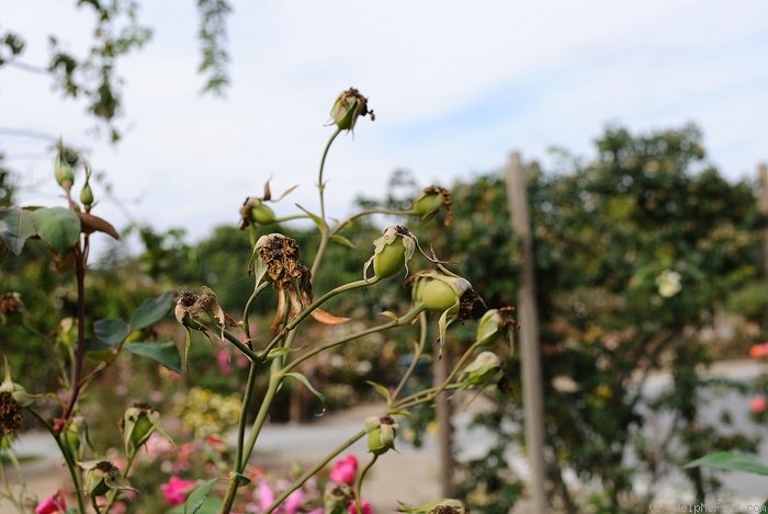 'Lady Ann Kidwell (Polyantha, Krebs, 1948)' rose photo